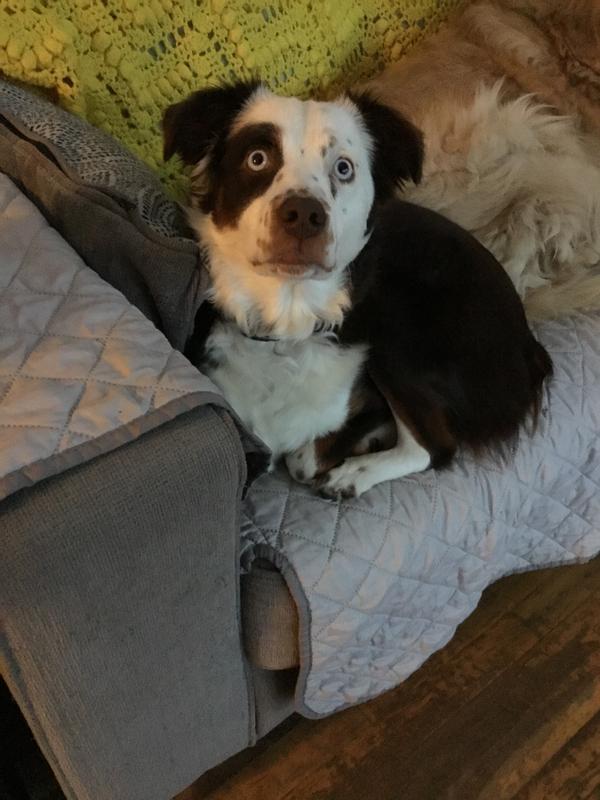 Dixie being on her best behavior 😇