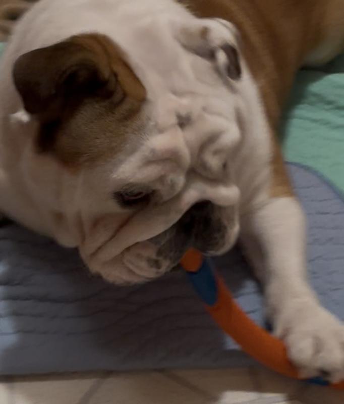 Tommy has fun bending these and chewing on them, and so far they’re very durable!