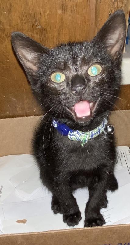 Sweet Sunny is comfortable in her cute collar!