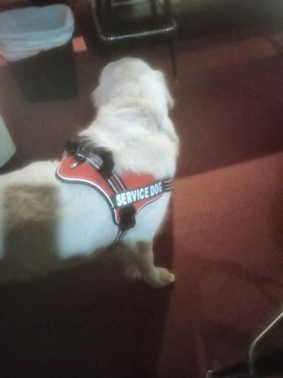 Service Dog Harness Vest Reflective - K9 Patches - Waterproof ALL ACCESS  CANINE™