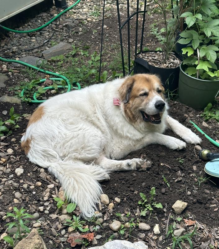 The before conditions of the fluff