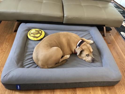 Casper dog shop bed dimensions