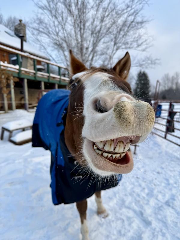 Rooster smiling on cue for the camera and a tasty treat.