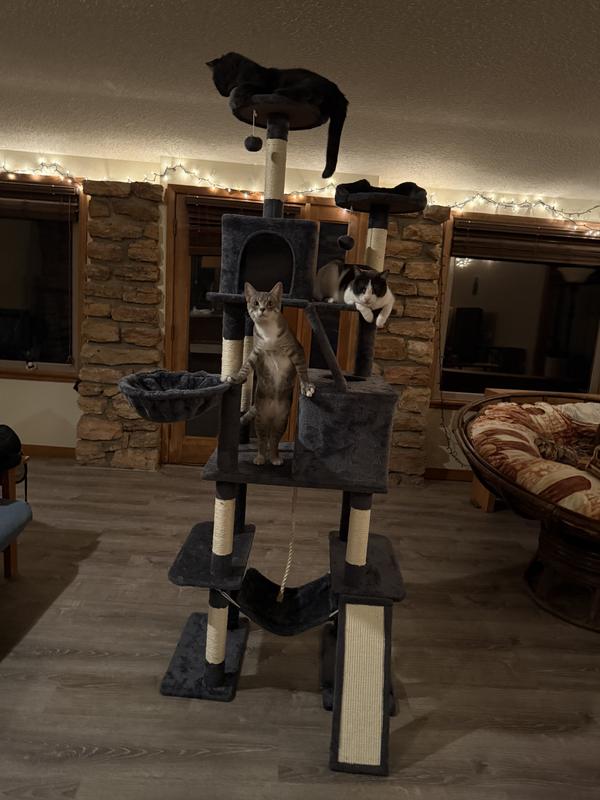 All three cats on the tree shortly after I assembled it.