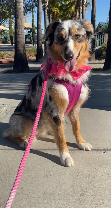 Stylish pup Kiki, in her Pink ombré leash
