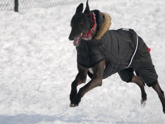 He's able to run with the coat on!