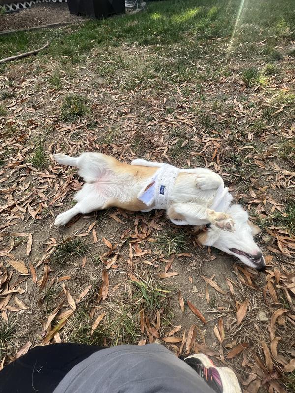 Unintentional under the belly/girth view as she rolled over for treats