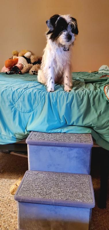 Guppy after climbing the stairs to our bed.