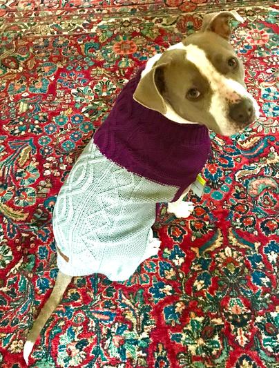 Eddie bauer two 2024 tone cable dog sweater