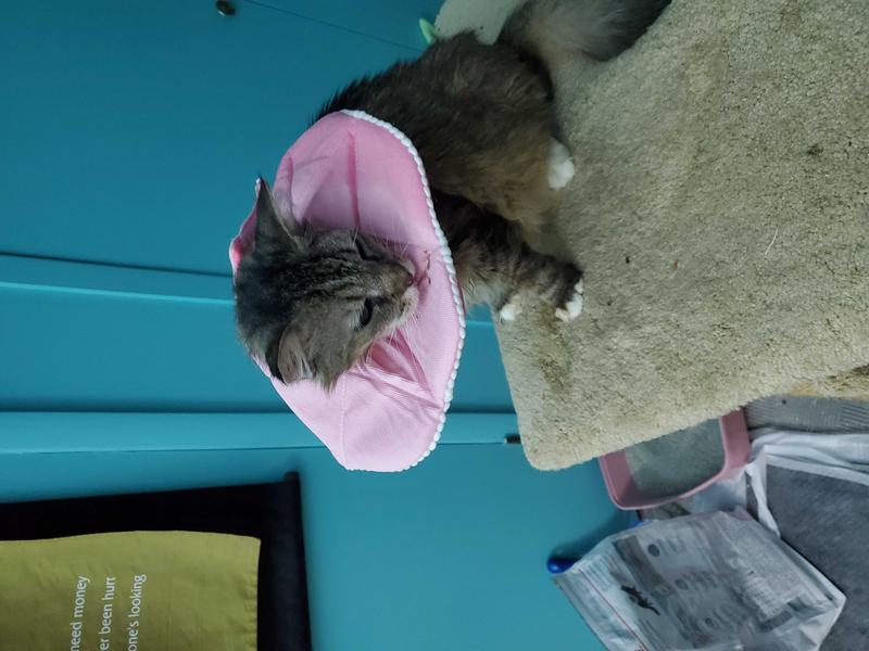 SUNGROW PostSurgery Soft Cone Dog & Cat Recovery Collar, Pink, Medium