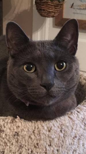Archie ... the happy cat !