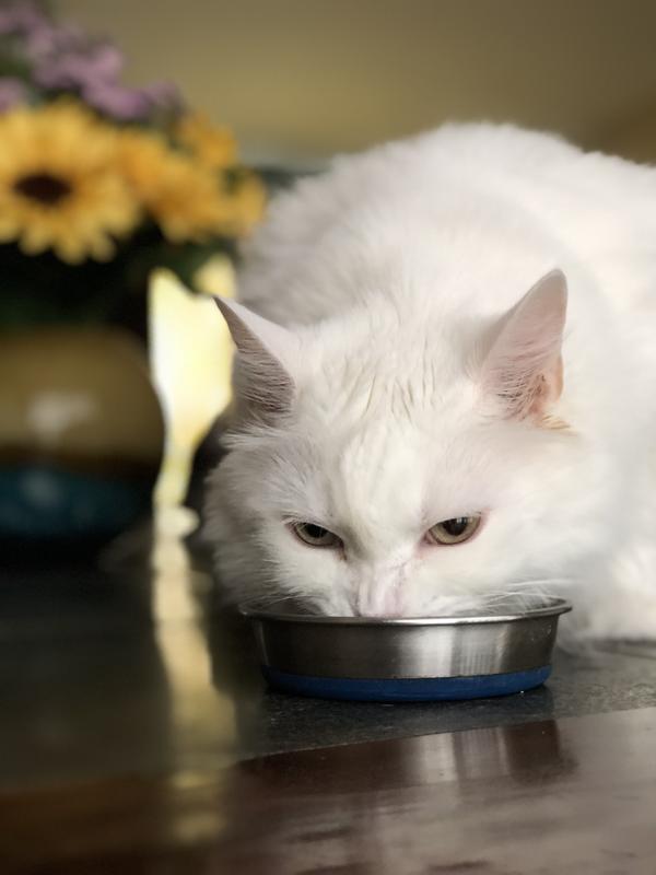 Jasmine enjoying her food