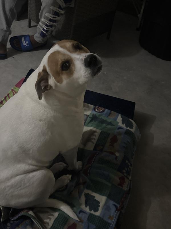 We’re not worried about her sitting outside with us! Fleas beware!!!