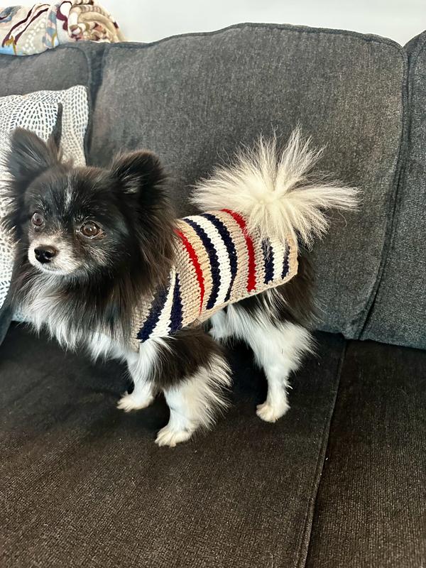 Perfect sweater for our 5lb Pomeranian