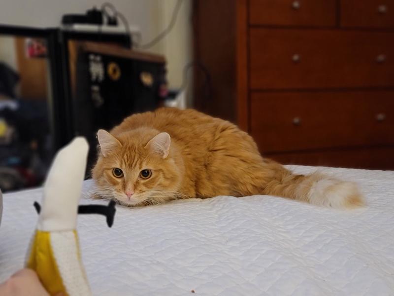 KONG Better Buzz Banana Cat Toy