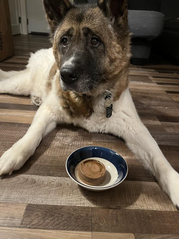Skeptical senior akita Catalina