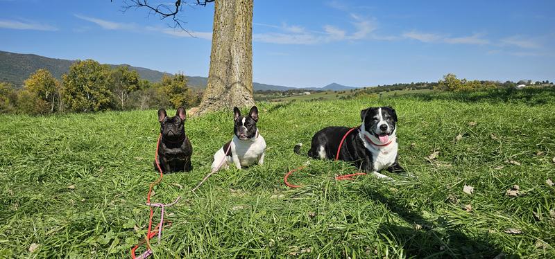 Lokie and his Frenchie siblings