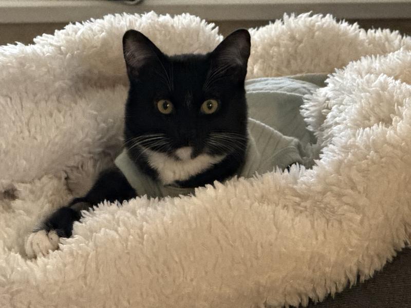 Lucy in her pist surgery onesie!!  She was a fan of the food immediately!