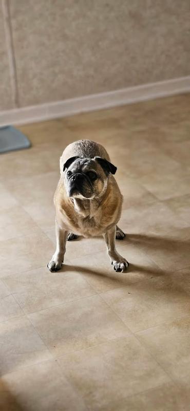 Moses before his ditch adventure