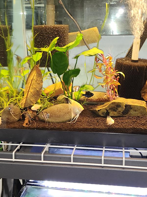 My 40gl breeder tank: