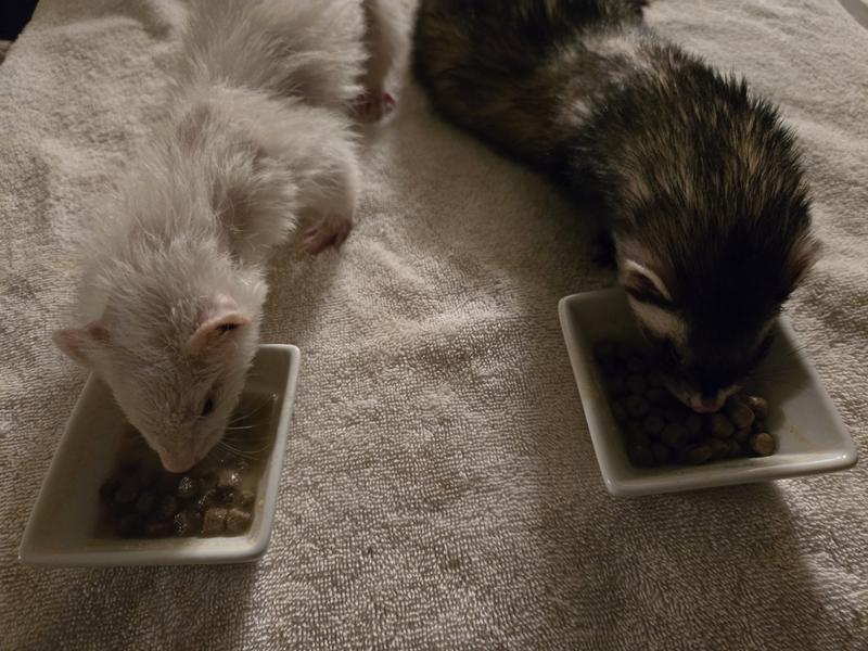 Her nightly critical care