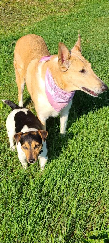 Collie and JRT enjoying each other's company.