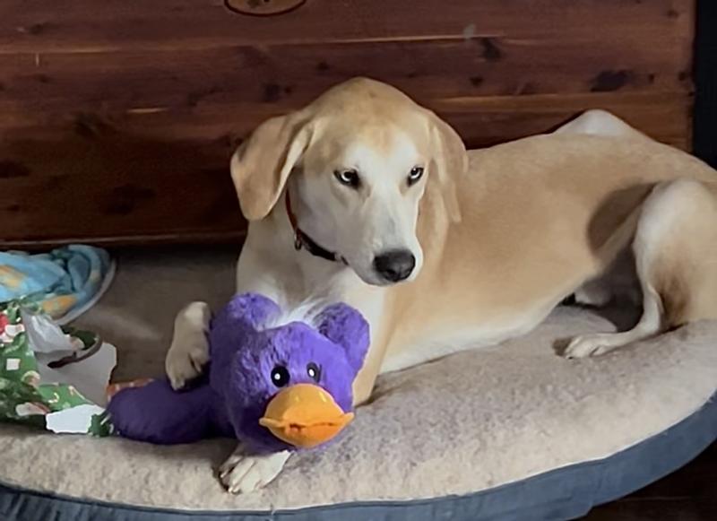 Our Foster dog Odie loves his duck!!