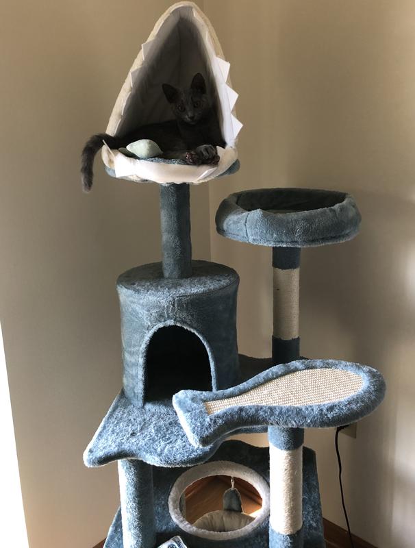 Kitten enjoying the height