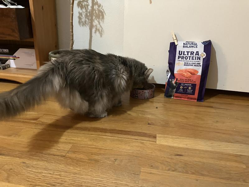 Fluffy demands a full bowl!