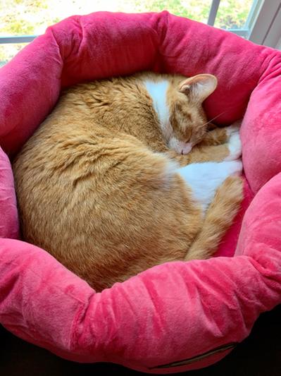 Mickie loves her new bed