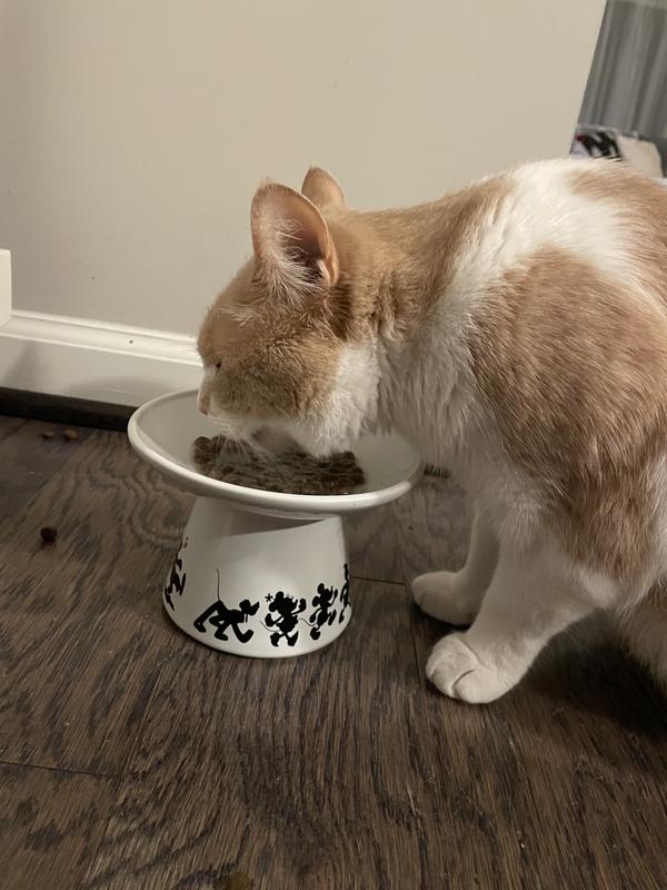 Bagel loves his bowl!
