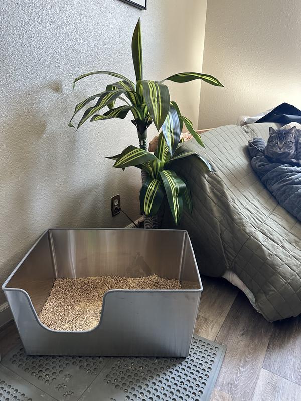 Just Fresh Pine Cobble