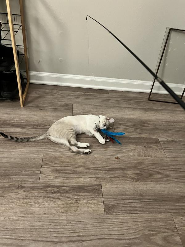 Nova with the feather attachment