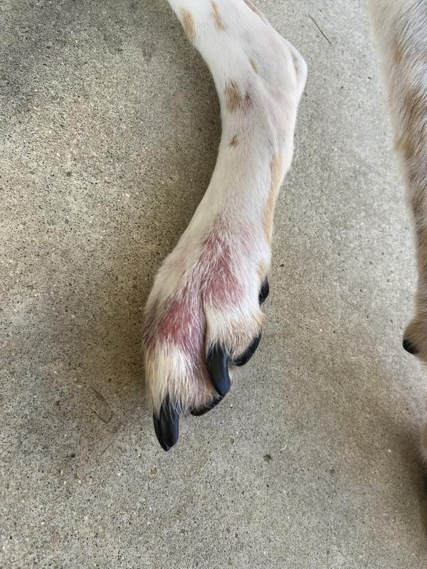 He’s still chewing his feet!