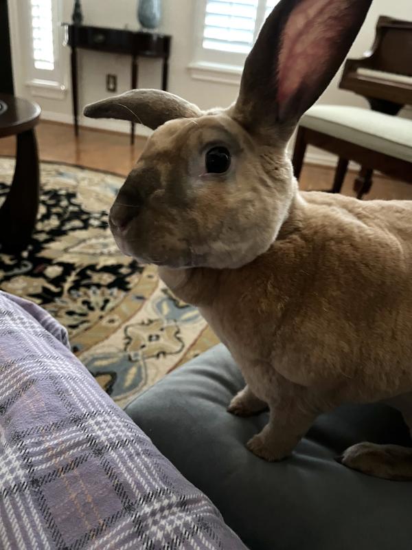 Hey can I have some more Rabbit Dream Blossoms