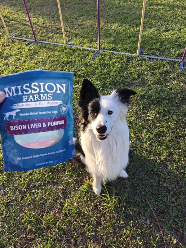 Chupacabra approves of this treat for Agility Training