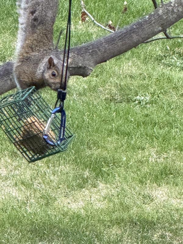 Maybe a bird will would like