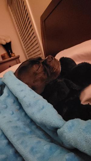 Our BT loves to sleep with his black Snuggle Puppy