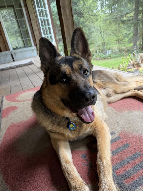 Bodhi on the porch after 10 minutes of fetching