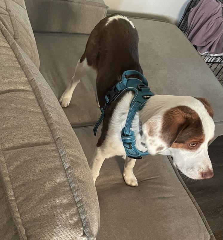 Beagle size M
