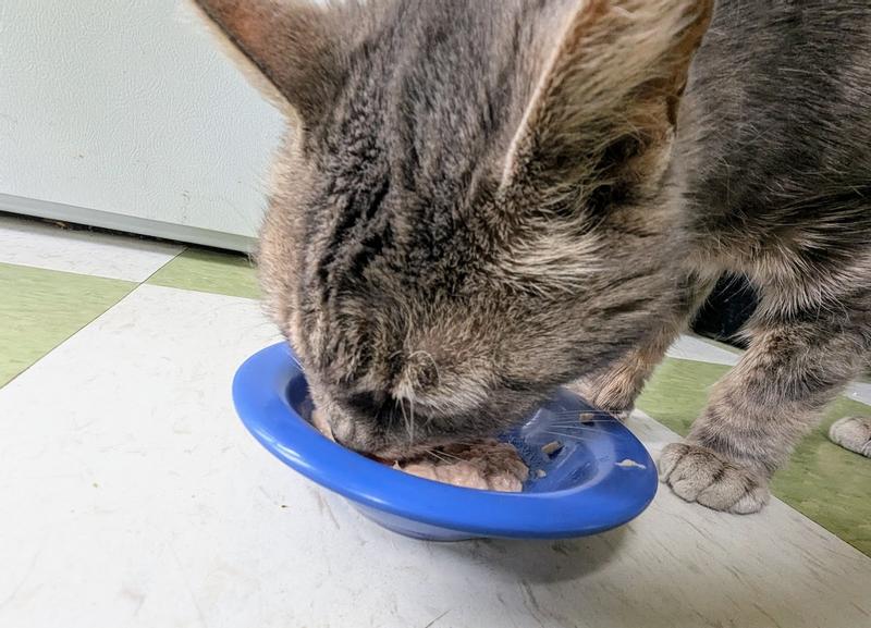 Pip enjoying a bowl of Reveal tuna with mackerel