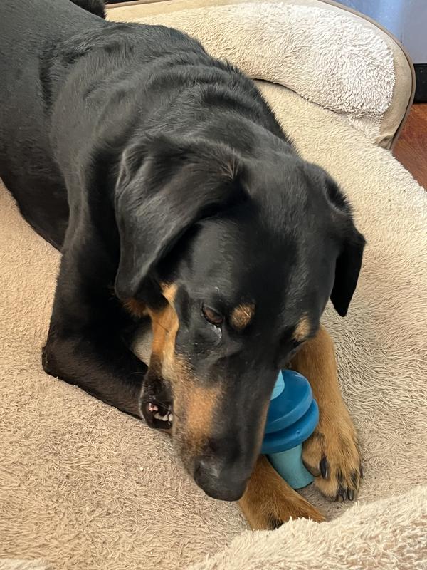 Monty loves to chew!