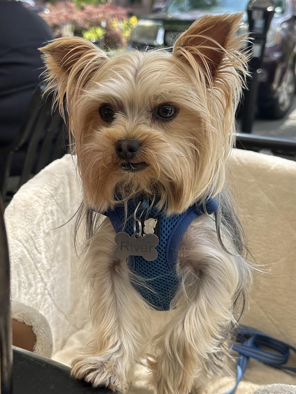 3.5lb Yorkie, 2 years old