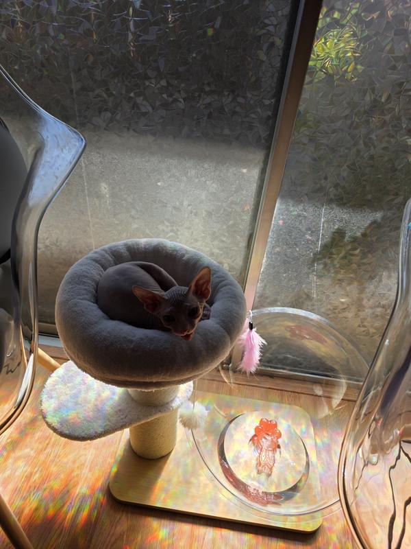 Perfect for small cats