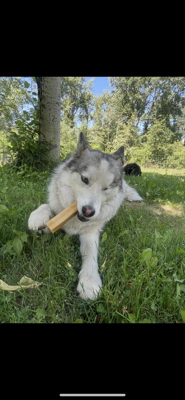 Pickles, the one eyed husky, loving his chew