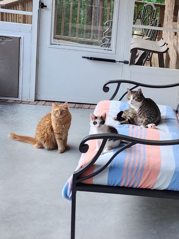 Zip, Milo and Patches enjoying the screen room.