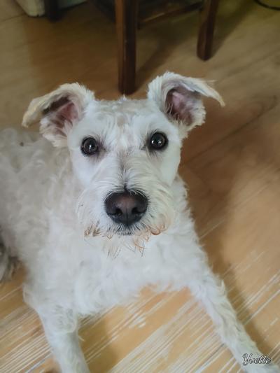 Theo with his freshly groomed face!