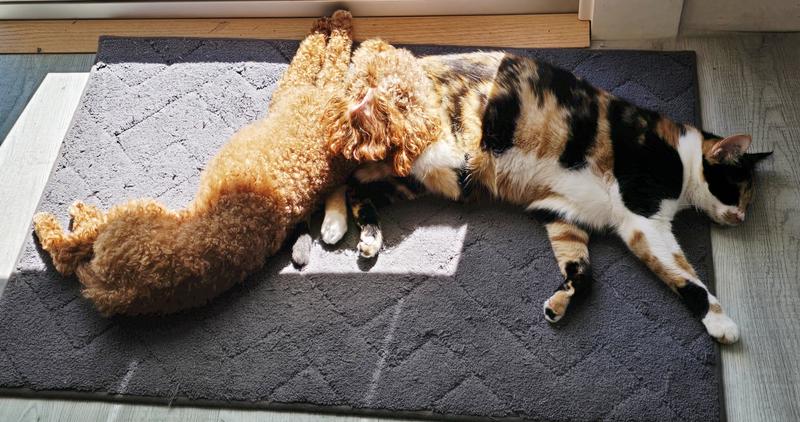 Alfie & Miss Marbles relaxing after their meals