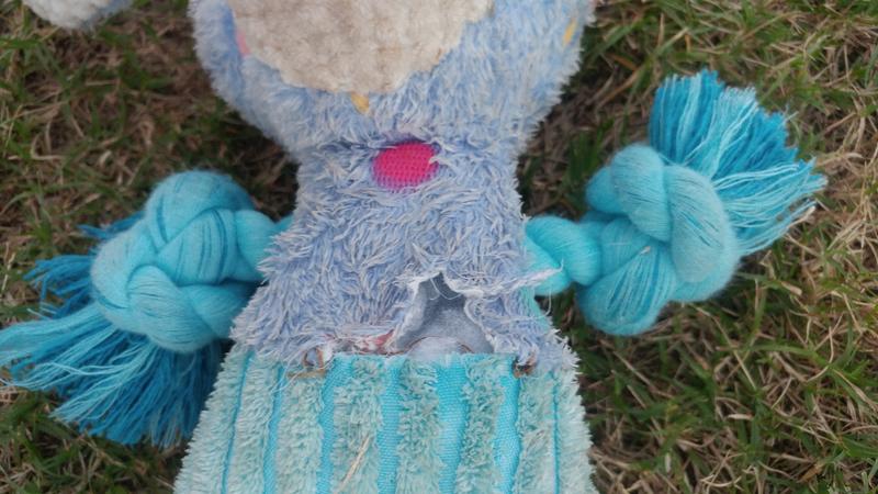 Small Tear from Lab's Razor Teeth