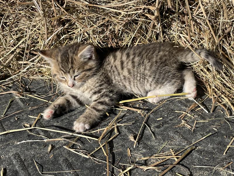 Full Belly Food Coma